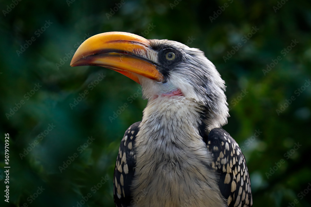 Fototapeta premium Bird from Africa. Southern Yellow-billed Hornbill, Tockus leucomelas, bird with big bill in the nature habitat with evening sun in Hwange National Park, Zimbabwe. Bird sitting on skull skeleton.