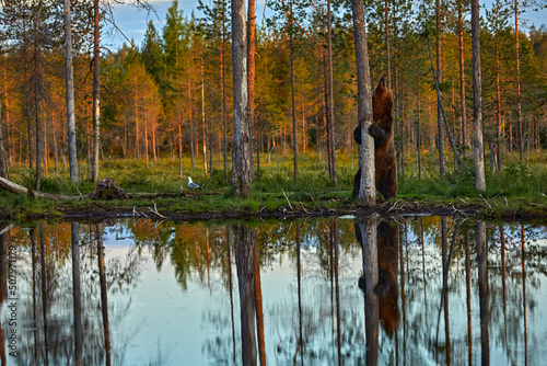 Summer wildlife, brown bear. Dangerous animal in nature forest and meadow habitat. Wildlife scene from Finland near Russian border.