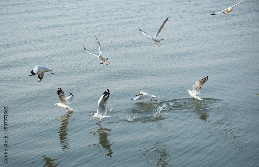 Seagulls in the sea