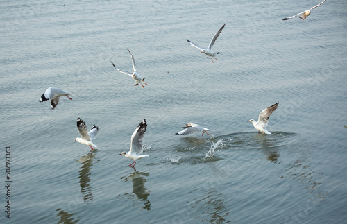 Seagulls in the sea