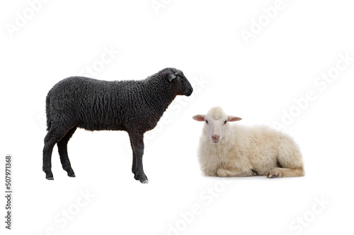 black and white sheep isolated on white background