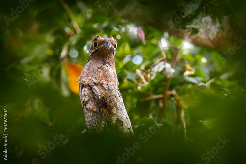Common Potoo, Nyctibius griseus, hidden on the tree trunk, wildlife from Asa Wright Nature Centre on Trinidad. photo