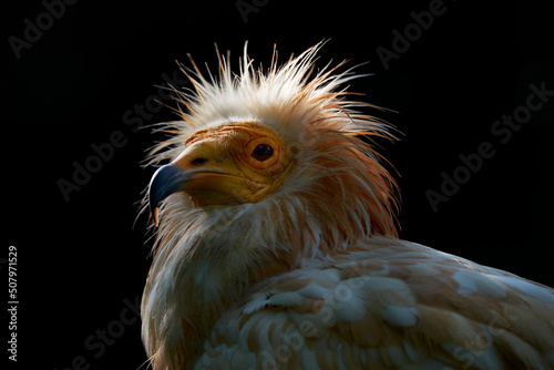 Obraz na plátně Egyptian vulture, Neophron percnopterus, big bird of prey sitting on the stone in nature habitat, Spain, Europe