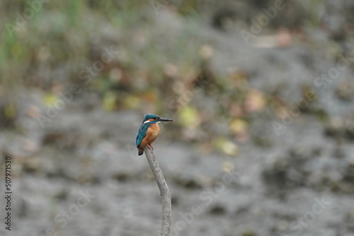 kingfisher on a branch