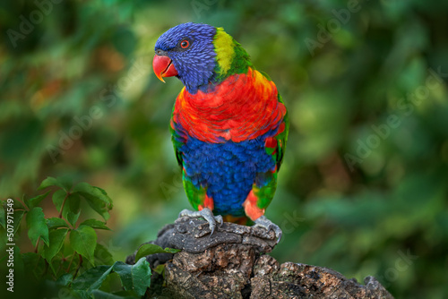 Rainbow Lorikeets, Trichoglossus haematodus, colourful parrot sitting on the branch, animal in the nature habitat, Australia. Detail close-up portrait of beautiful parrot in the nature habitat.