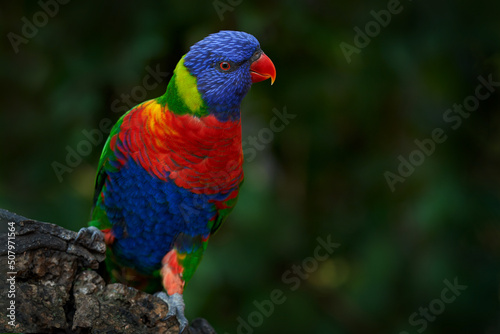 Rainbow Lorikeets, Trichoglossus haematodus, colourful parrot sitting on the branch, animal in the nature habitat, Australia. Detail close-up portrait of beautiful parrot in the nature habitat.