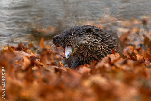 Autumn orange wildlife. Eurasian otter, Lutra lutra, detail portrait of Otter, water animal in nature habitat, Germany, water predator. Animal from the river, wildlife from Europe.