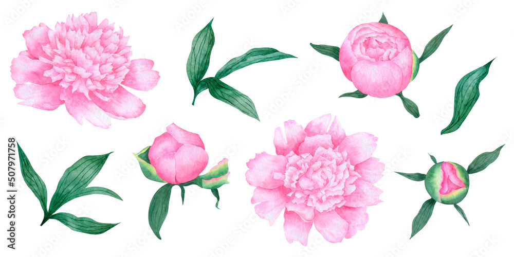 Watercolor hand drawn set of peony flowers, buds and leaves . Watercolor floral elements for design. Botanical illustration of flowers and leaves. 
