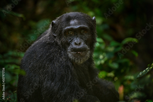 Chimpanzee, Pan troglodytes, on the tree in Kibale National Park, Uganda, dark forest. Black monkey in the nature, Uganda in Africa. Chimpanzee in habitat, wildlife nature. Monkey primate resting. photo