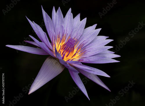 Purple Water Lily flower