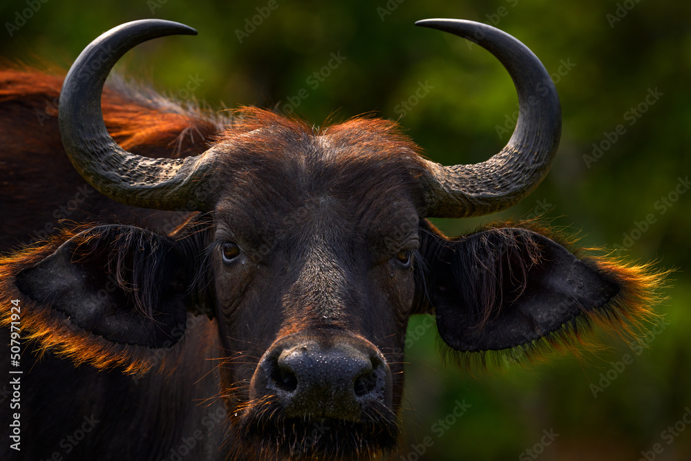 Buffalo portrait, Uganda.  Detail of bull horny head in savannah, Uganda. Wildlife scene from African nature. Brown fur of big buffalo. Horn on the big bull head. Close-up portrait. - obrazy, fototapety, plakaty 