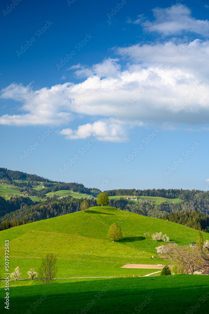 tree on in hill in Reutenen, Emmental