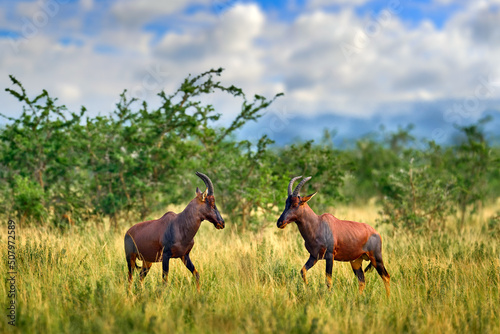Topi antelope, Damaliscus lunatus jimela, Ishasha, Queen Elizabeth National Park, Uganda in Africa. Two fightTopi antelope in the nature habitat, green grass on the savannah. Wildlife Uganda, blue sky photo