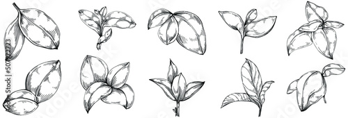 Basil vector isolated. Herbal engraved style illustration. Detailed organic product sketch. The best for design logo, menu, label, icon, stamp.