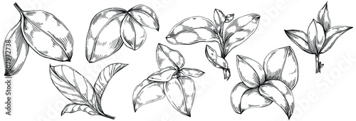 Basil vector isolated. Herbal engraved style illustration. Detailed organic product sketch. The best for design logo, menu, label, icon, stamp.