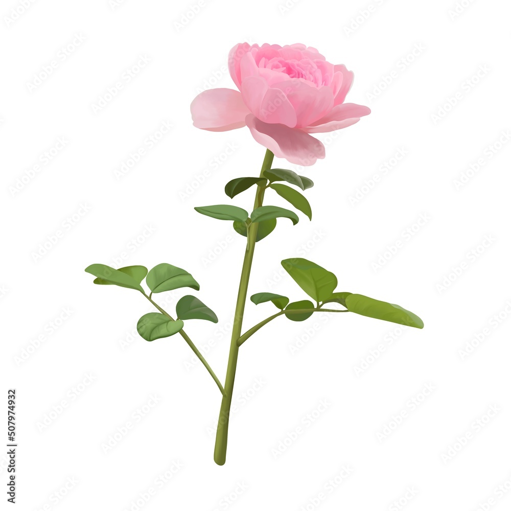 鮮やかなピンク色の薔薇1輪　線画なし　