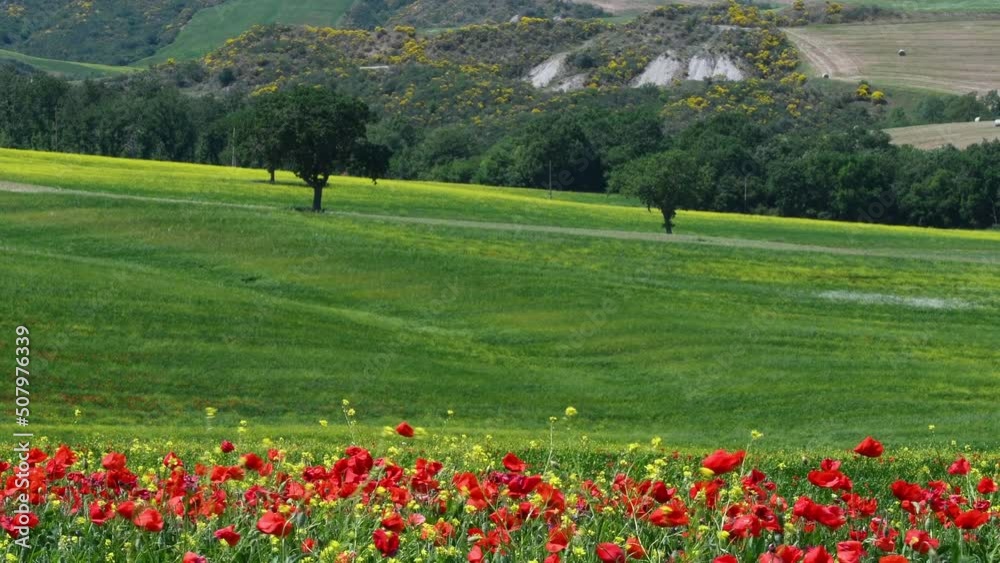 Spectacular field of red poppies with green hills in the background in Tuscany in the countryside around Pienza, Italy Spectacular field of red poppies with green hills in the background in Tuscany in the countryside around Pienza, Italy