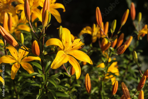 Bushes of bright yellow lilies in the sunlight in the evening