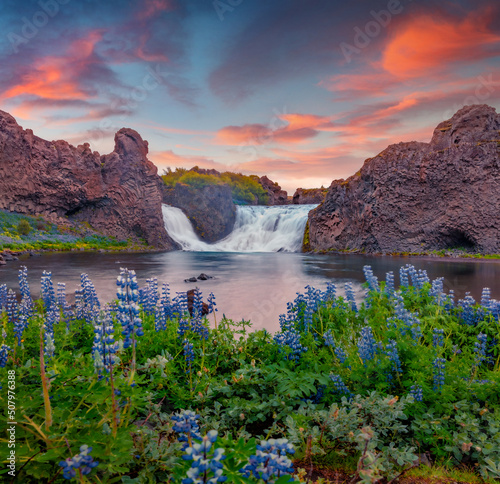 Exciting outdoor scene of Hjalparfoss Waterfall. Attractive summer sunset in Iceland, Europe. Blooming lupine flowers on the river shore. Beauty of nature concept background.