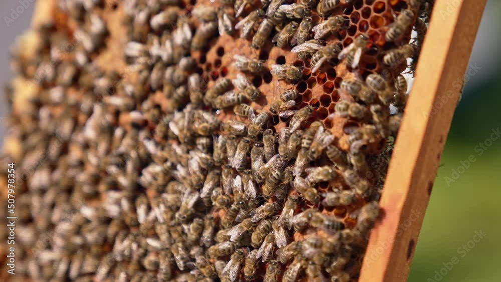 Family of bees crawl densely over the frame. Wax cells are sealed with new insects ready to show up. Close up. Family of bees crawl densely over the frame. Wax cells are sealed with new insects ready to show up. Close up.