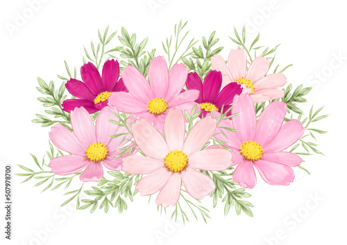 コスモスの水彩イラスト