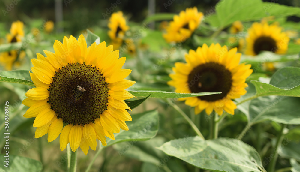 Close up of sun flower