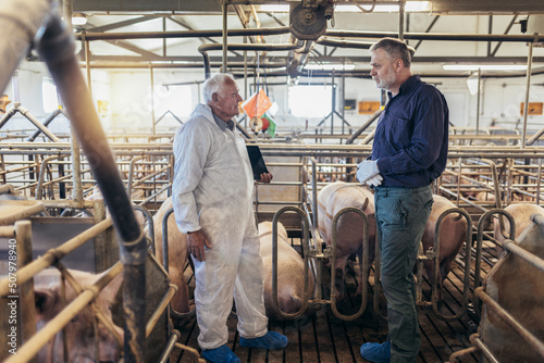 Принти на полотні Senior veterinarian and farmer standing at the pig farm.