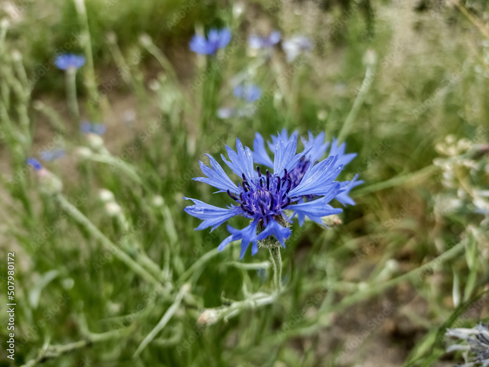 Cornflower (Cyanus segetum) in May - nature Cornflower (Cyanus segetum) in May - nature