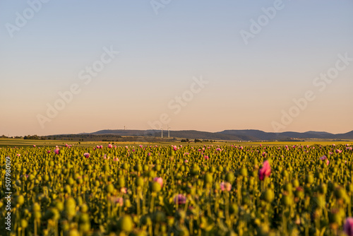 Fototapeta Naklejka Na Ścianę i Meble -  field of opium poppy in the country