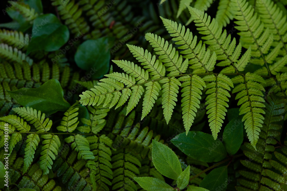 ferns, ivy, and other little plants in the shade 2