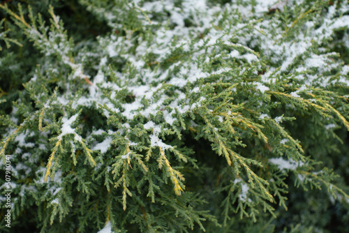 Twigs of juniper covered with snow in mid December