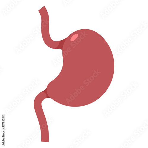 Stomach vector cartoon illustration isolated on a white background.