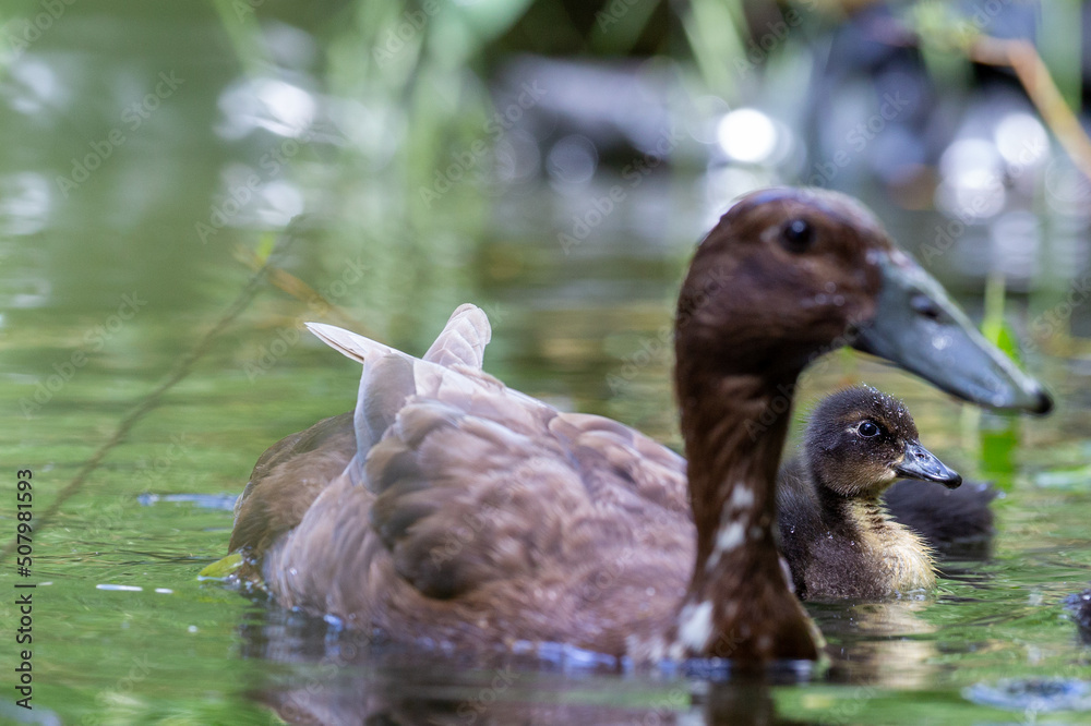 Foto de indian runner duck with duckling in the pond. Biological ...