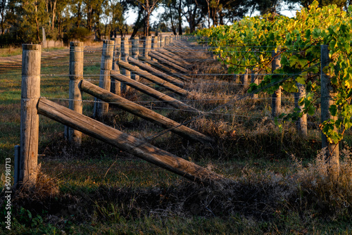 vine fences