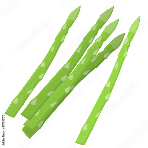 green asparagus isolated on white background, flat design vector illustration