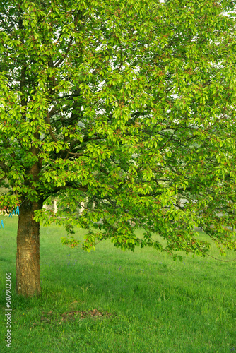 Beautiful cherry tree with green leaves in the garden