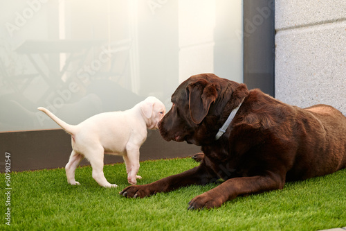 one month old white boxer puppy walking next to his chocolate labrador retriever companion lying on artificial grass on the terrace of his home © Enadan