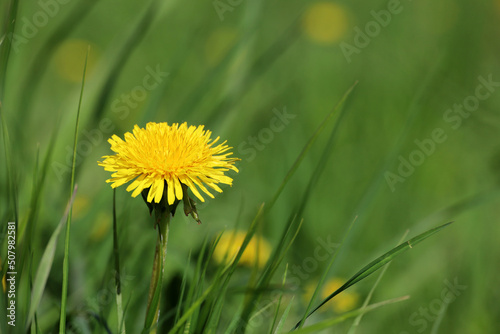 Blooming dandelions, yellow flowers in green grass