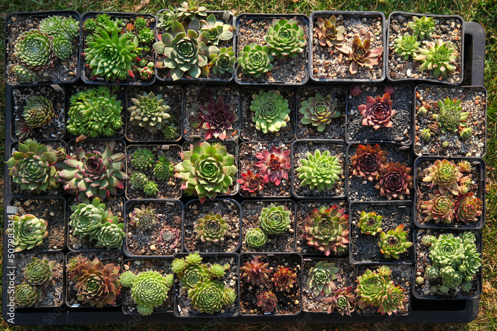 A box of colourful Semperivum - Houseleek plants is showing off its beautiful colours in the sunshine garden. A box of colourful Semperivum - Houseleek plants is showing off its beautiful colours in the sunshine garden.