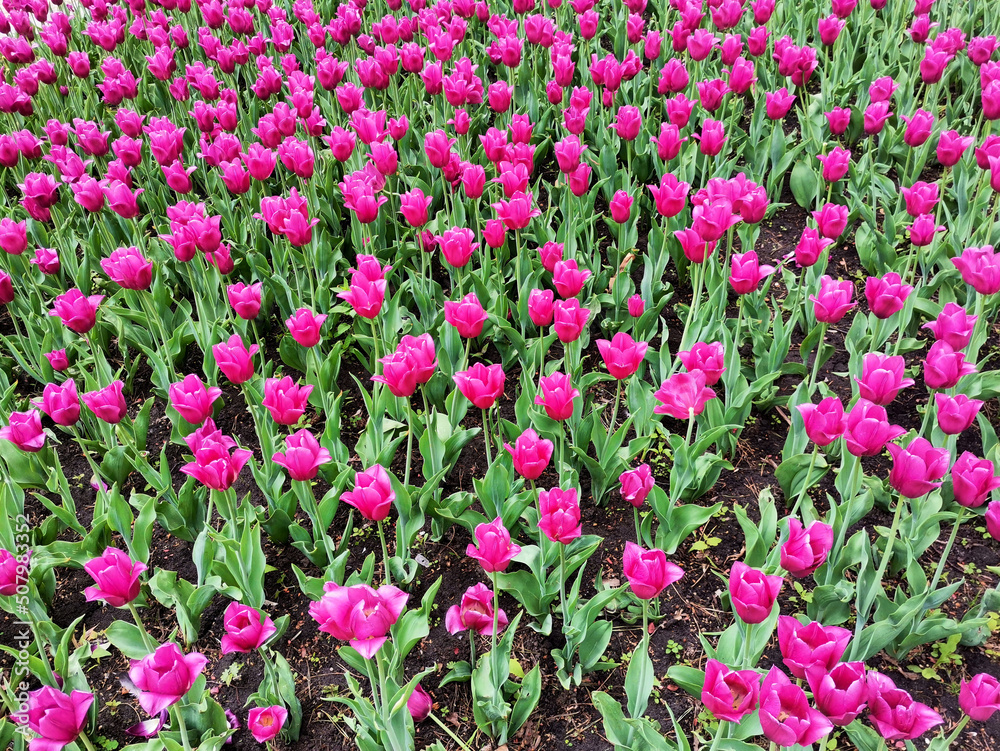 Fototapeta premium Hot pink tulip flowers field blooming on a spring day