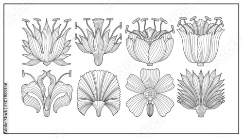 Art nouveau style flower plant basic element. 1920-1930 years vintage design. Symbol motif design.