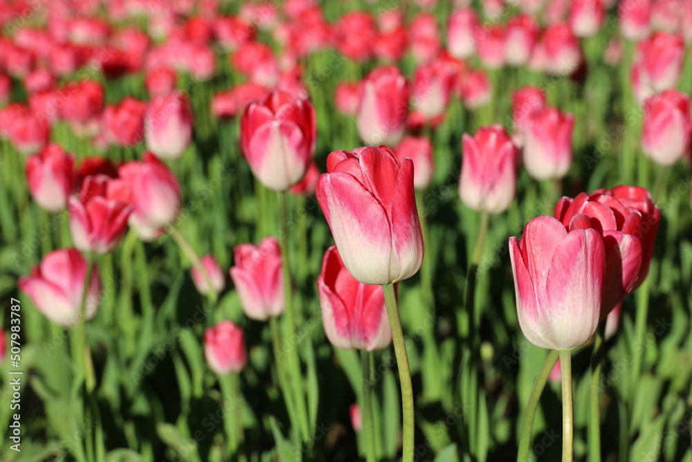Red and pink tulip flowers, colorful background. Field of blooming tulips, selective focus
