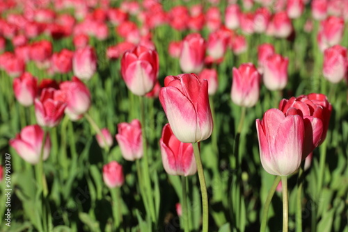 Red and pink tulip flowers  colorful background. Field of blooming tulips  selective focus