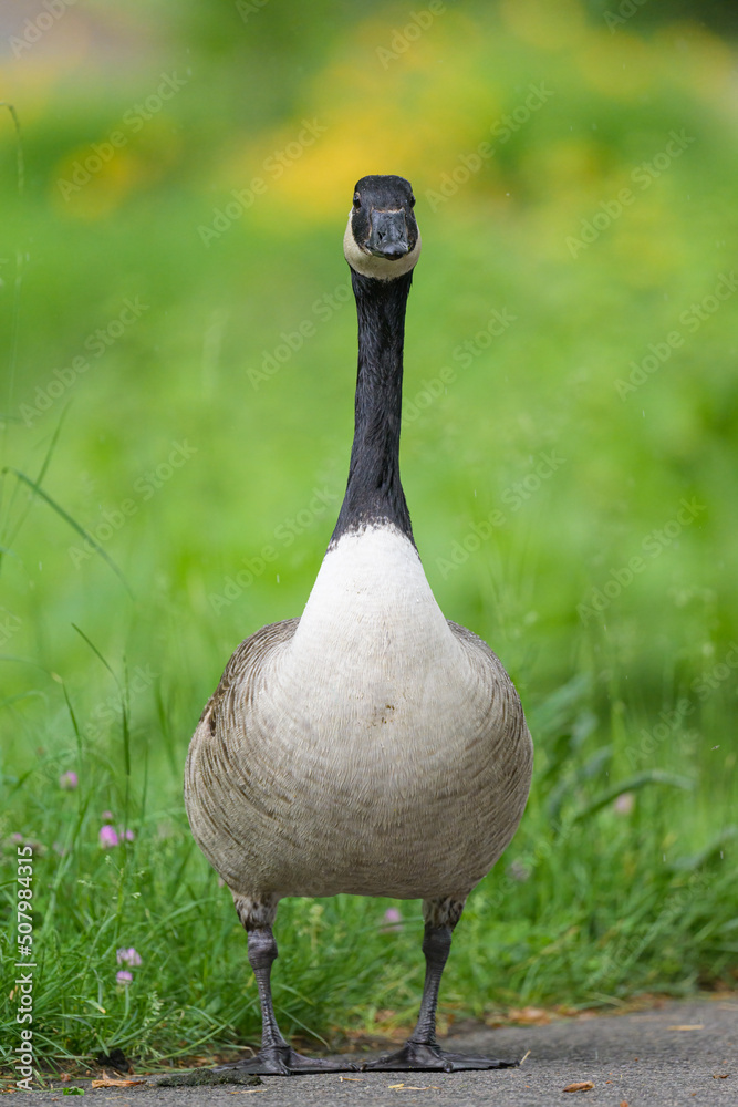 Portrait of a Canada Goose in a meadow Portrait of a Canada Goose in a meadow