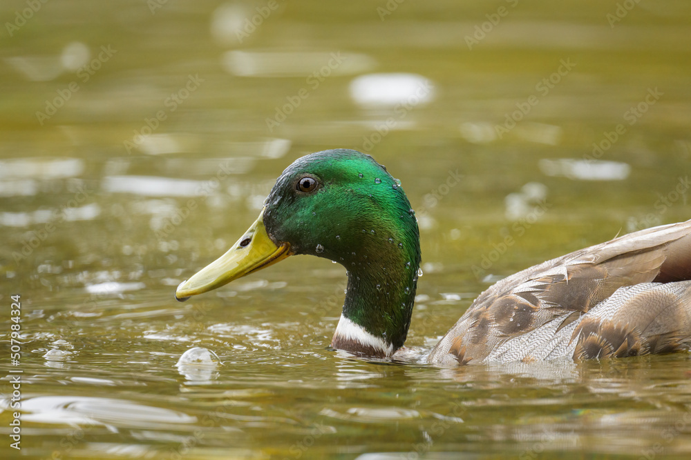 Portrait of a male mallard swimming in water Portrait of a male mallard swimming in water