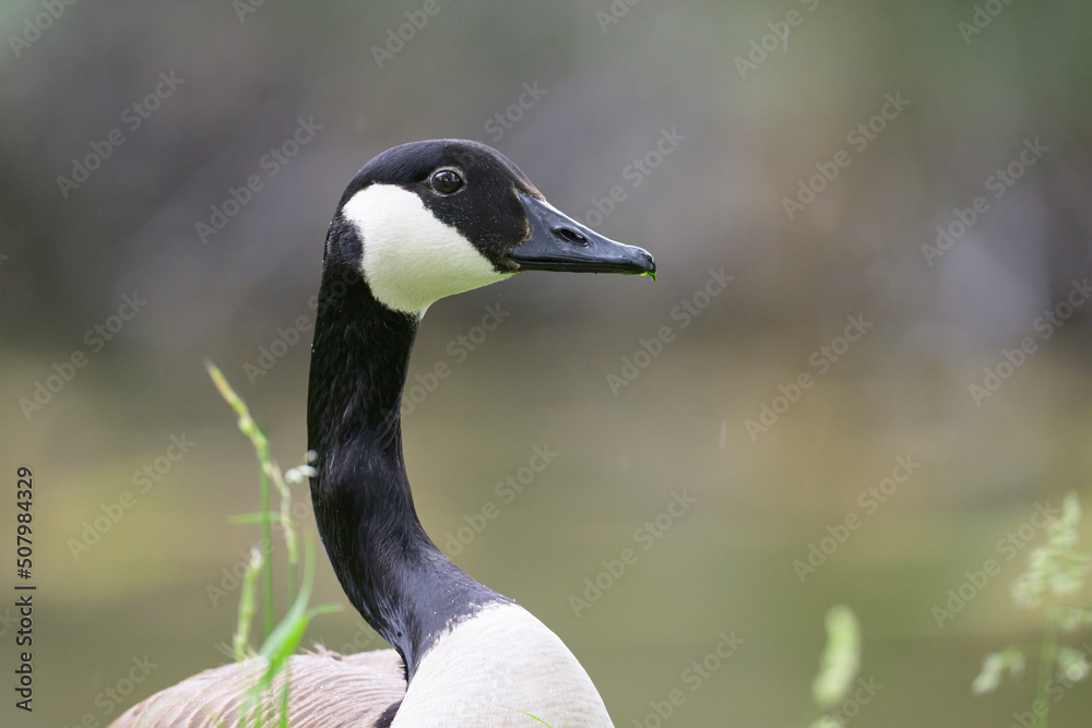 Portrait of a Canada Goose in a meadow Portrait of a Canada Goose in a meadow