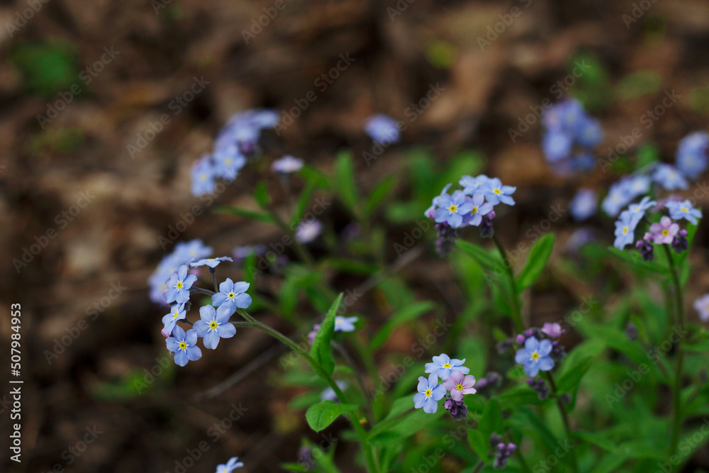 soft focus blue and tender forget me not with close up in wild forest soft focus blue and tender forget me not with close up in wild forest