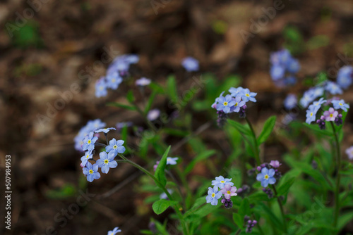 soft focus blue and tender forget me not with close up in wild forest