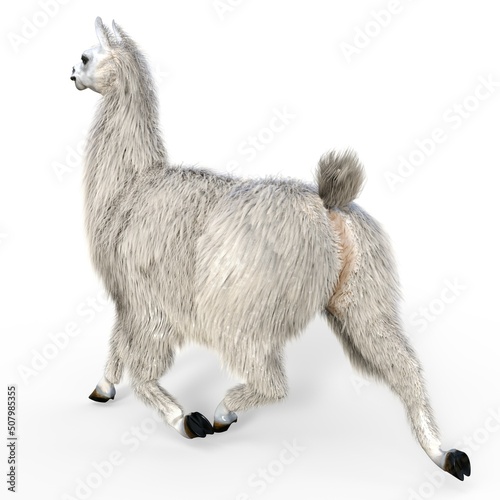 3d-illustration of an isolated lama animal
