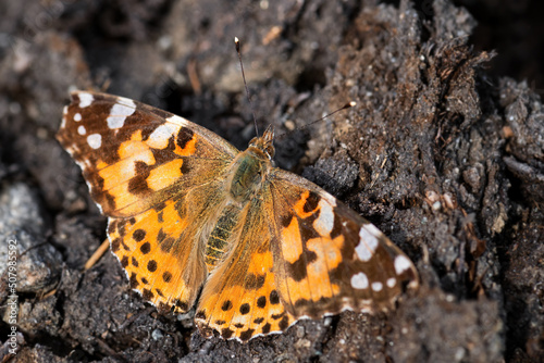 Painted Lady butterfly - Vanessa cardui, beautiful colored butterfly from European meadows and grasslands, Norway.